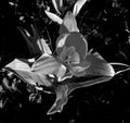 Tulip in the night ` Black and white`