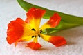 Tulip Royalty Free Stock Photo