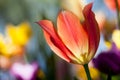 Tulip orange Royalty Free Stock Photo