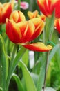 Tulip