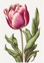 Tulip Painting, Spring Flower Drawing, Tulip Botanical Illustration, Abstract Generative Ai Illustration Royalty Free Stock Photo