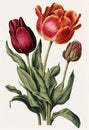 Tulip Painting, Spring Flower Drawing, Botanical Illustration, Abstract Generative Ai Illustration Royalty Free Stock Photo