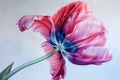 Tulip Painting, Spring Flower Drawing, Tulip Botanical Illustration, Copy Space Royalty Free Stock Photo