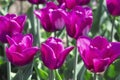 Tulip Passionale Tulipa, Liliaceae in spring Royalty Free Stock Photo