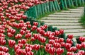 Tulip and path