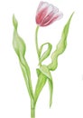 Tulip pattern isolate watercolor white background Royalty Free Stock Photo