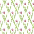 Tulip pattern isolate watercolor white background Royalty Free Stock Photo
