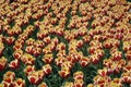 Tulip Patterns