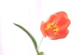 Tulip peach softened Royalty Free Stock Photo