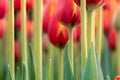 Tulip peduncle Royalty Free Stock Photo