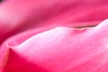 Tulip petal