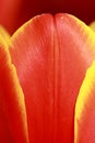Tulip Petal Close Up