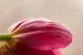 Tulip Petal Macro Royalty Free Stock Photo