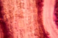 Tulip petal at the microscope Royalty Free Stock Photo