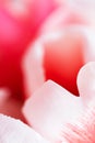 Tulip petal texture with selective focus, macro. Close-up bright white pink floral background. Vertical Royalty Free Stock Photo