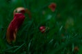 Overblown Tulip petals Royalty Free Stock Photo