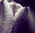 Tulip petals with raindrops closeup