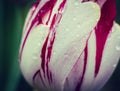 Tulip petals with raindrops closeup