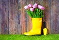 Tulip picking concept. Garden works background with pink tulips in the yellow rain boot.