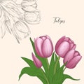 Tulip pink flowers bouquet, hand drawn sketch vector illustration isolated on white background. Decorative tulip element for Royalty Free Stock Photo