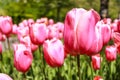Tulip Royalty Free Stock Photo