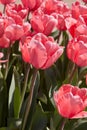 Tulip Pink Impression flowers in spring sunlight