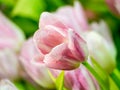 Tulip pink soft blur