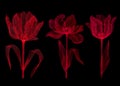 Tulip pink transparent flower Royalty Free Stock Photo