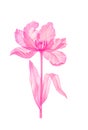 Tulip pink transparent flower Royalty Free Stock Photo