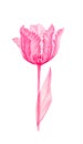 Tulip pink transparent flower Royalty Free Stock Photo