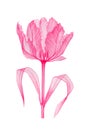 Tulip pink transparent flower Royalty Free Stock Photo