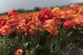 Tulip plantation in Netherlands in the springtime.