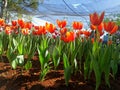 Tulip plantation under shading net