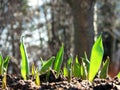 Tulip plants growing from soil Royalty Free Stock Photo