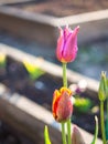 Tulip on the plot of land.