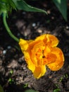 Tulip on the plot of land.