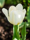 Tulip on the plot of land.