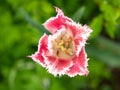 Tulip on the plot of land. Royalty Free Stock Photo