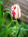 Tulip on the plot of land.