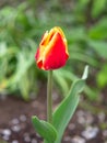 Tulip on the plot of land.