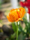 Tulip on the plot of land. Royalty Free Stock Photo