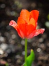 Tulip on the plot of land.