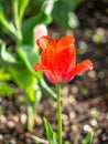 Tulip on the plot of land.