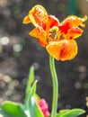 Tulip on the plot of land.