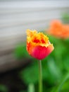 Tulip on the plot of land.