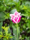 Tulip on the plot of land.