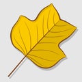 Tulip poplar autumn leaf isolated on a white