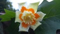 Tulip poplar flower Royalty Free Stock Photo