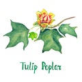 Tulip poplar Liriodendron tulipifera or American tulip tree branch with green leaves and flower, hand painted watercolor Royalty Free Stock Photo