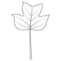 Tulip poplar or Liriodendron tulipifera leaf outline. Coloring book page, vector